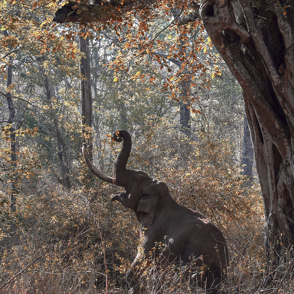 Wildlife,Tree,Terrestrial animal,Plant,Tail,Trunk