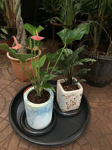 Flowerpot,Flower,Houseplant,Plant,Terrestrial plant,Leaf,Anthurium,Flowering plant,Plant stem,Herb