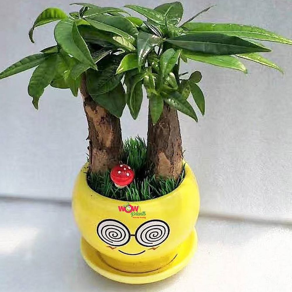 Flowerpot,Houseplant,Plant,Flower,Tree,Herb,Anthurium,Bromeliaceae