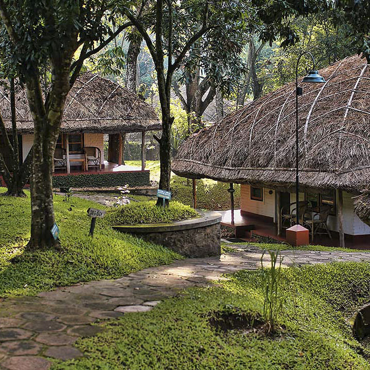 Thatching,House,Natural landscape,Cottage,Tree,Building,Botany,Grass,Home,Hut