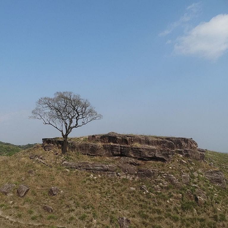 Tree,Sky,Vegetation,Wall,Natural landscape,Hill,Plant community,Woody plant,Grass,Soil