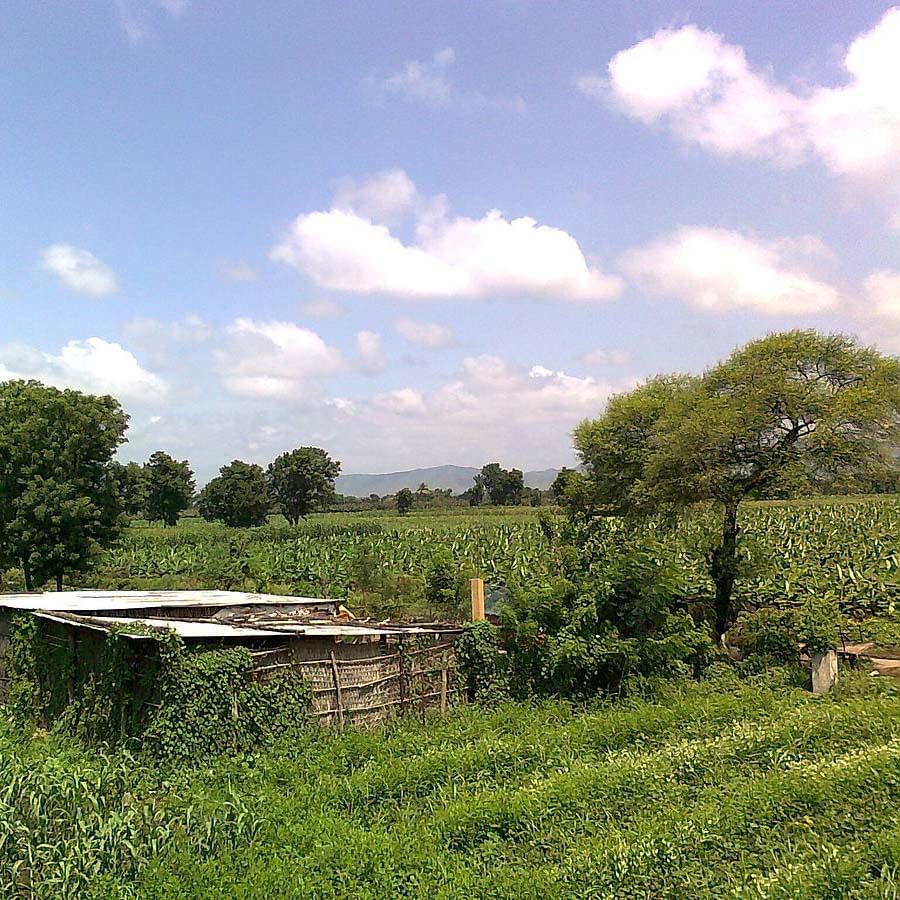 Natural landscape,Vegetation,Tree,Sky,Natural environment,Cloud,Grass,Nature reserve,Pasture,Meadow