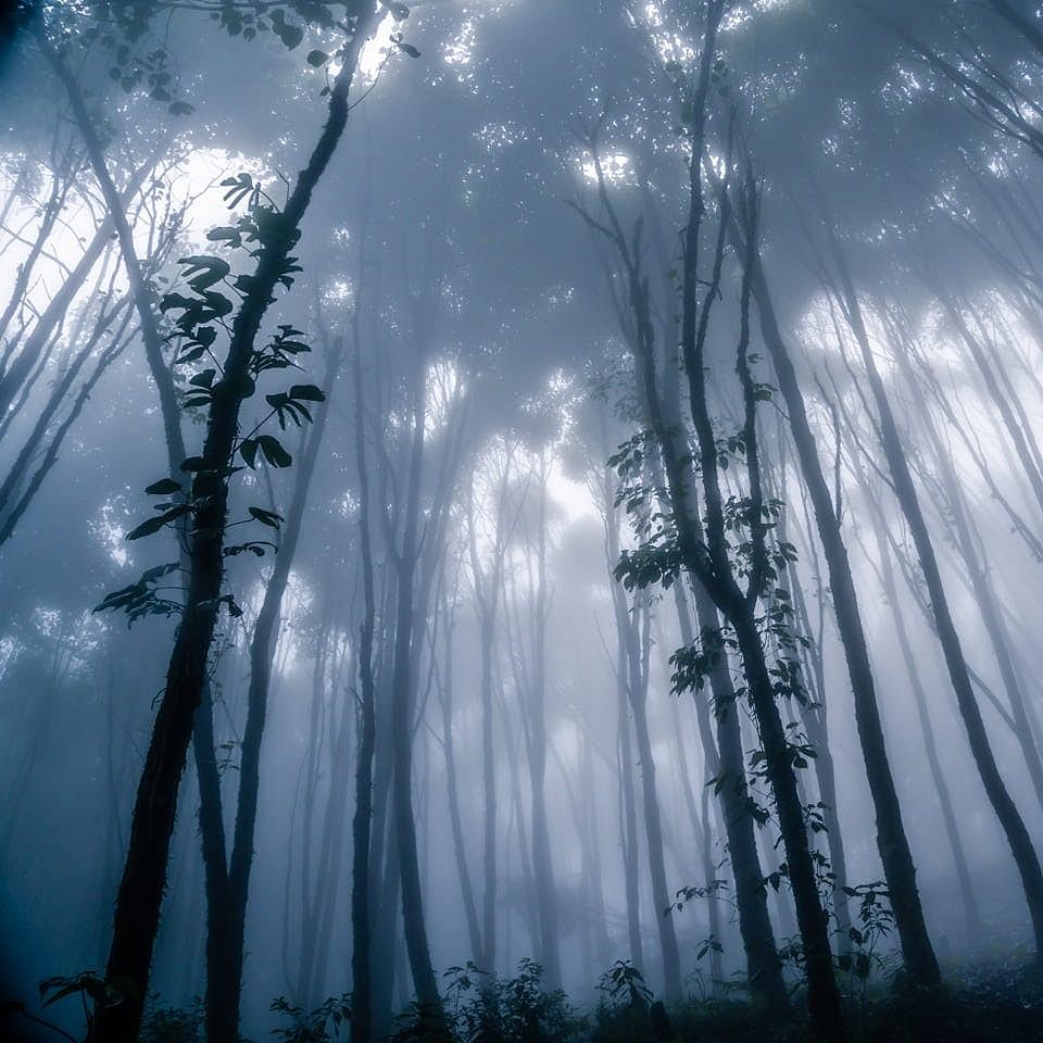 Tree,Forest,Nature,Atmospheric phenomenon,Natural environment,Old-growth forest,Biome,Sunlight,Fog,Sky