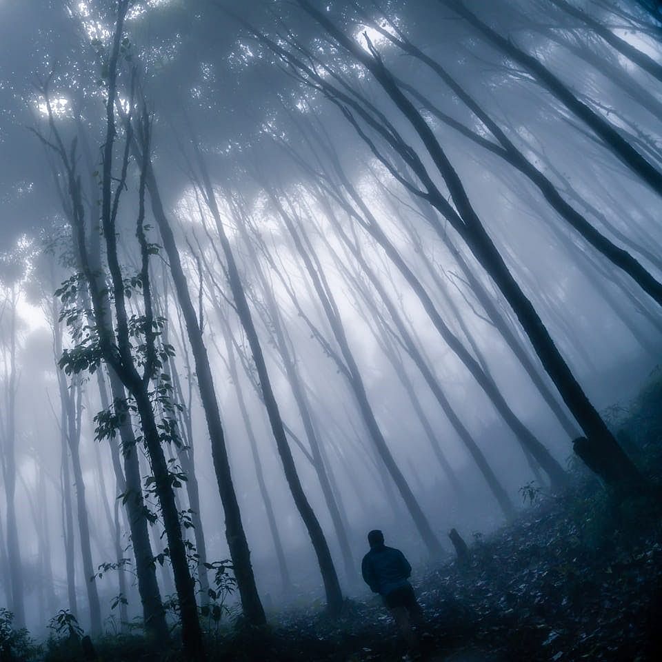 Atmospheric phenomenon,Tree,Forest,Natural environment,Light,Water,Fog,Sunlight,Branch,Atmosphere