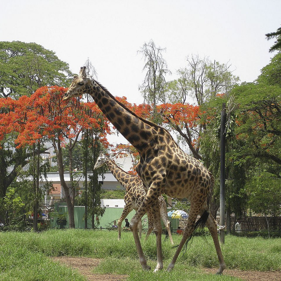 Giraffe,Terrestrial animal,Giraffidae,Wildlife,Tree,Nature reserve,Wilderness,Adaptation,Zoo,Sky