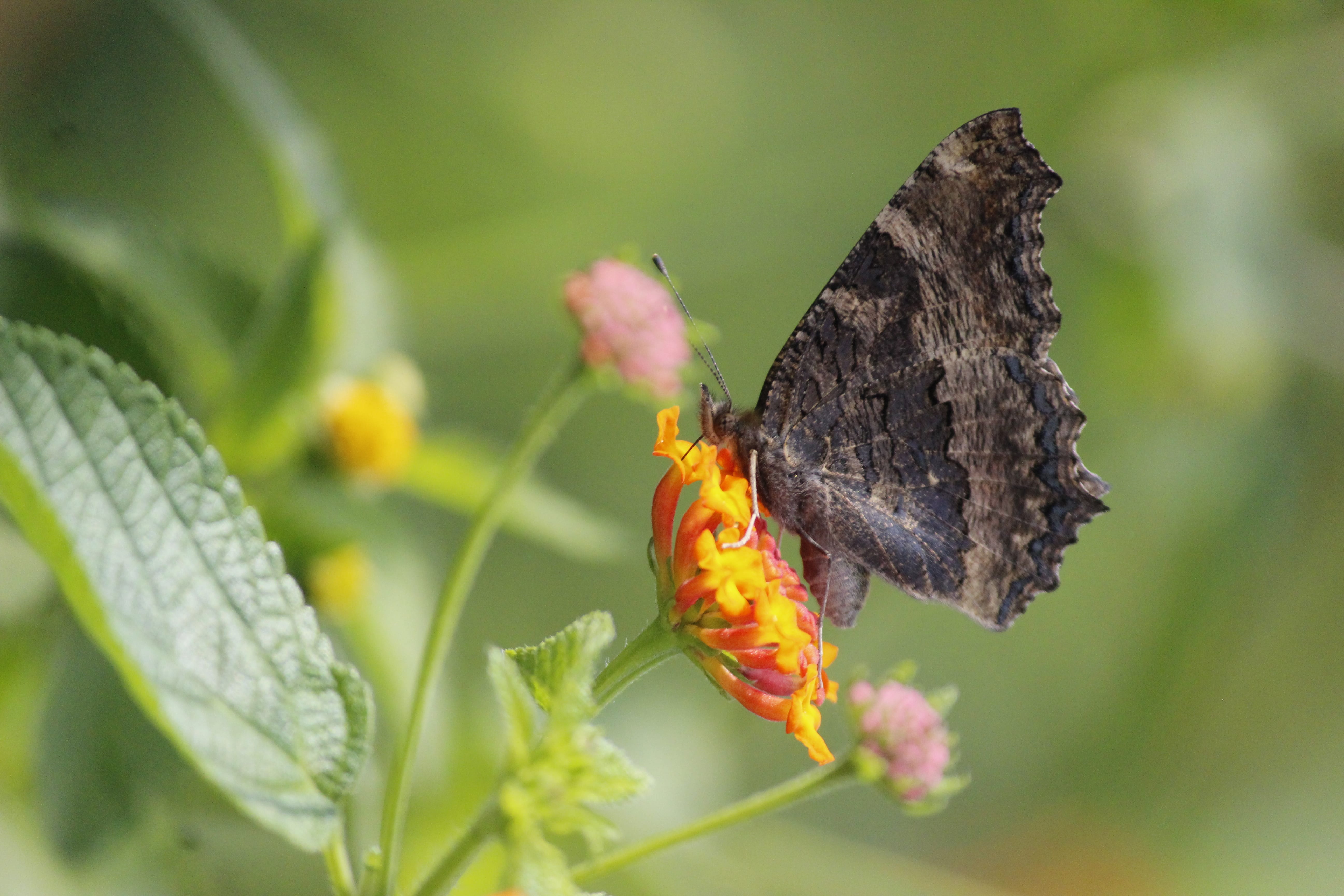 merchant-banner-blur