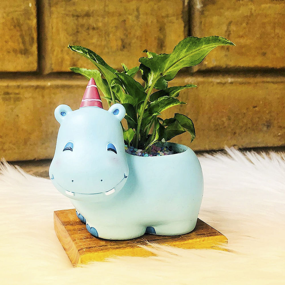 Flowerpot,Piggy bank,Houseplant,Ceramic,Domestic pig,Saving,Plant,Vase