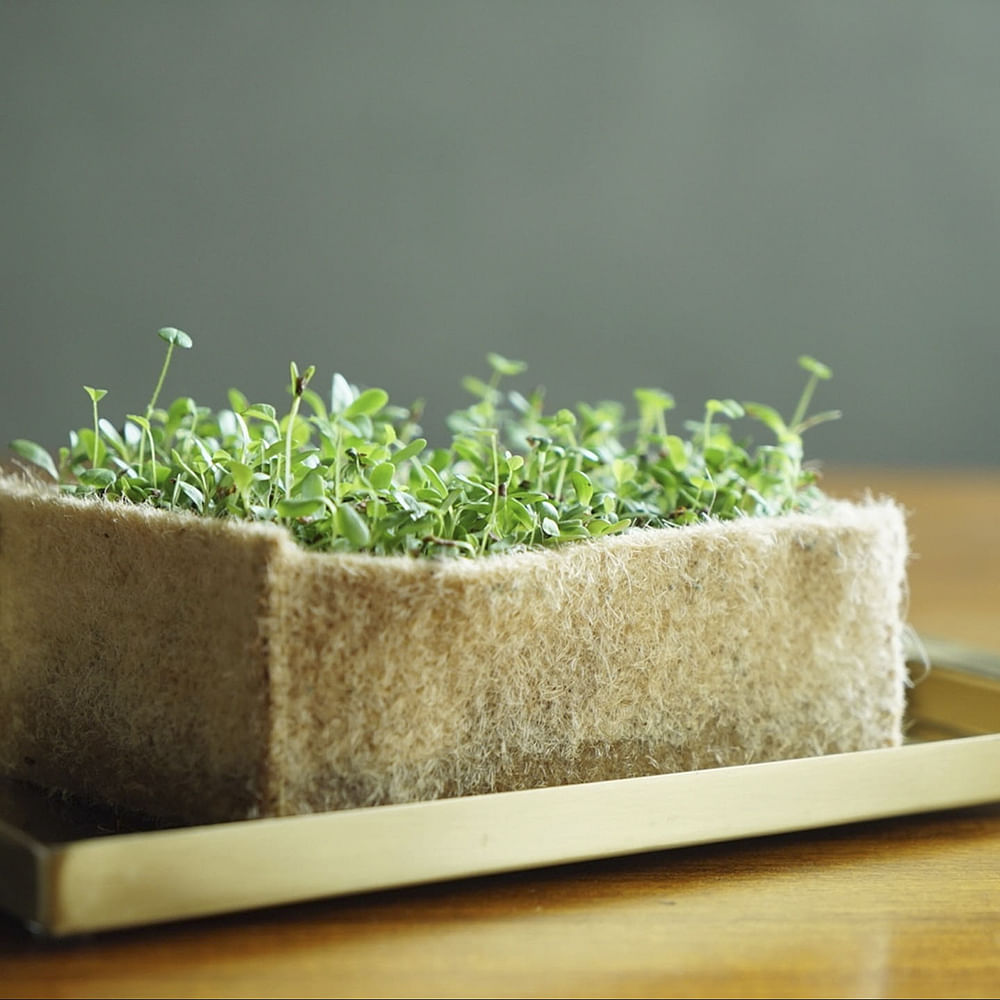 Alfalfa sprouts,Garden cress,Sprouting,Flowerpot,Plant,Grass,Grass family,Herb,Bean sprouts,Vegetarian food