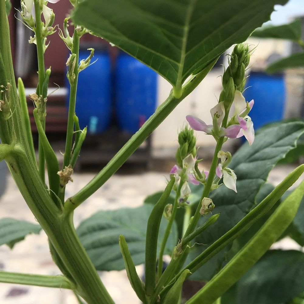Flower,Plant,Leaf,Flowering plant,Bell peppers and chili peppers,Capsicum,Plant stem,Borage family,Nightshade family,Dayflower