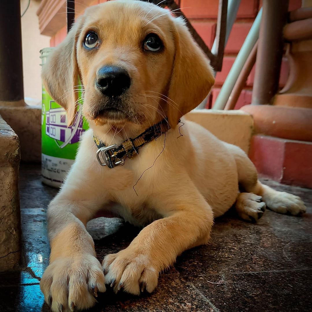 Dog,Mammal,Vertebrate,Dog breed,Canidae,Carnivore,Snout,Puppy,Companion dog,Beagador