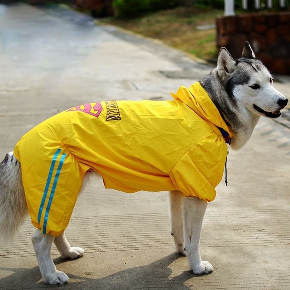 Mammal,Dog clothes,Dog,Canidae,Yellow,Dog breed,Carnivore,Raincoat,Outerwear,Dog supply