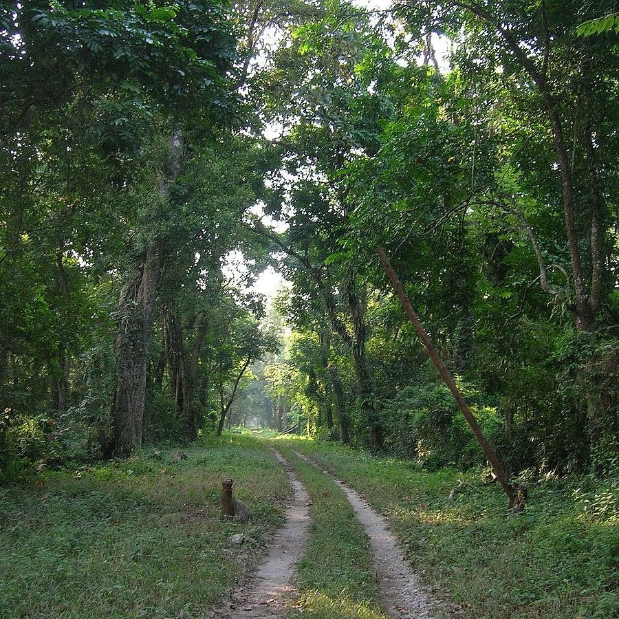 Vegetation,Nature,Natural environment,Green,Leaf,Sunlight,Forest,Trail,Woody plant,Nature reserve