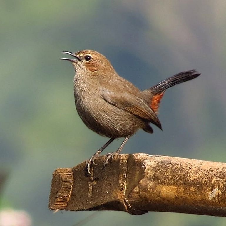 Bird,Vertebrate,Beak,Nightingale,Wren,Songbird,Old World flycatcher,Perching bird,Woodpecker finch,Finch