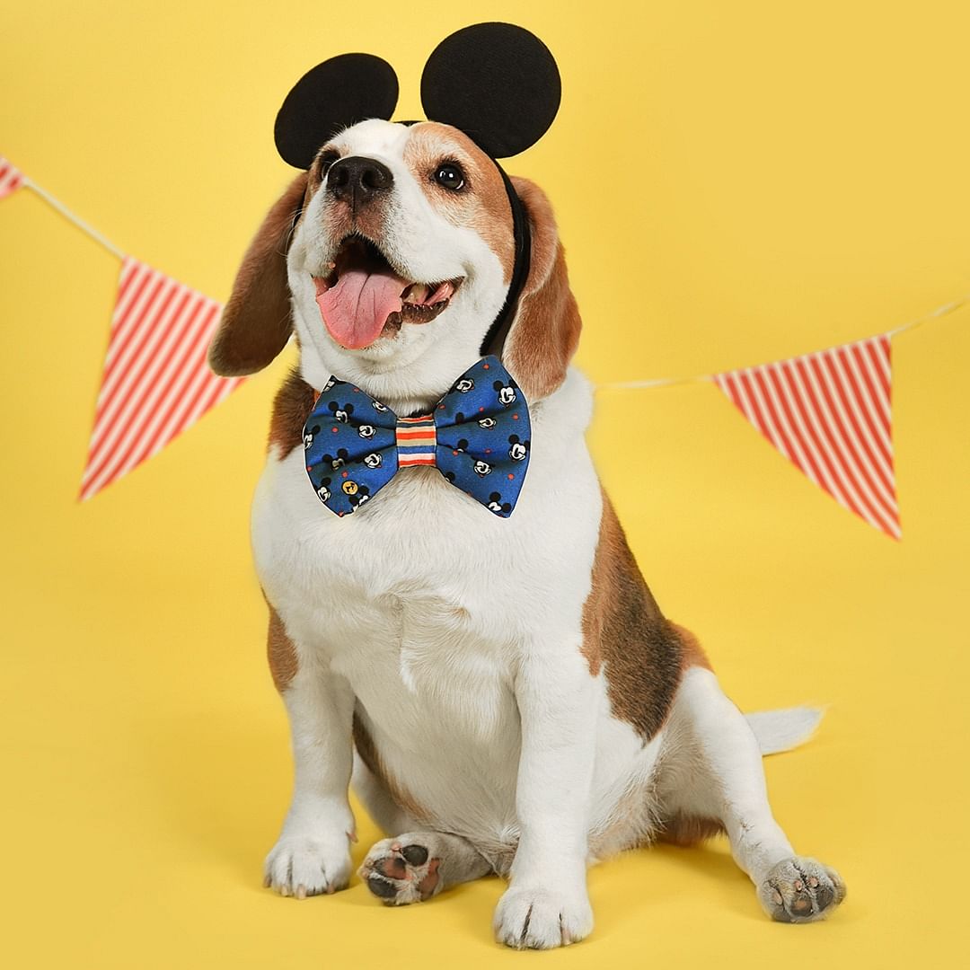 Dog,Canidae,Mammal,Dog breed,Beagle,Carnivore,Bow tie,Leash,Tie,Dog clothes