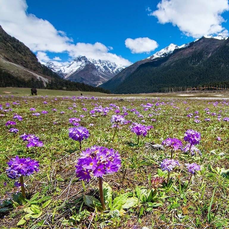 Mountainous landforms,Flower,Mountain range,Natural landscape,Highland,Purple,Mountain,Valley,Flowering plant,Wildflower