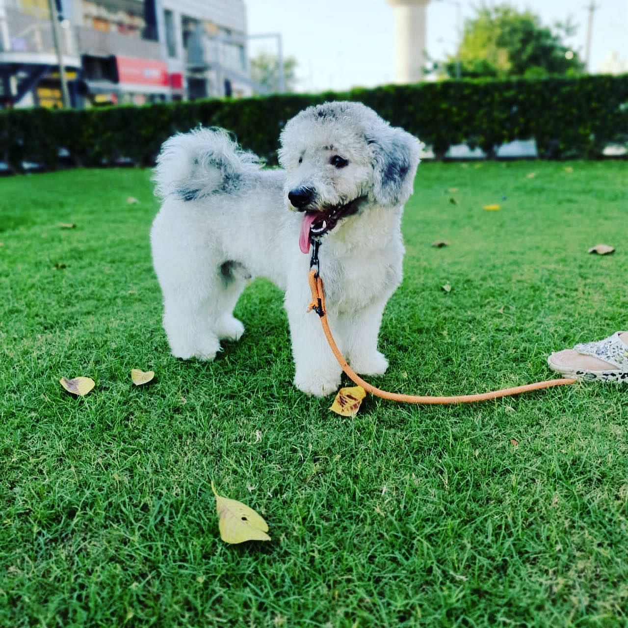 Grass,Dog breed,Dog,Carnivore,Vertebrate,Mammal,Toy dog,Companion dog,Sporting Group,Bichon