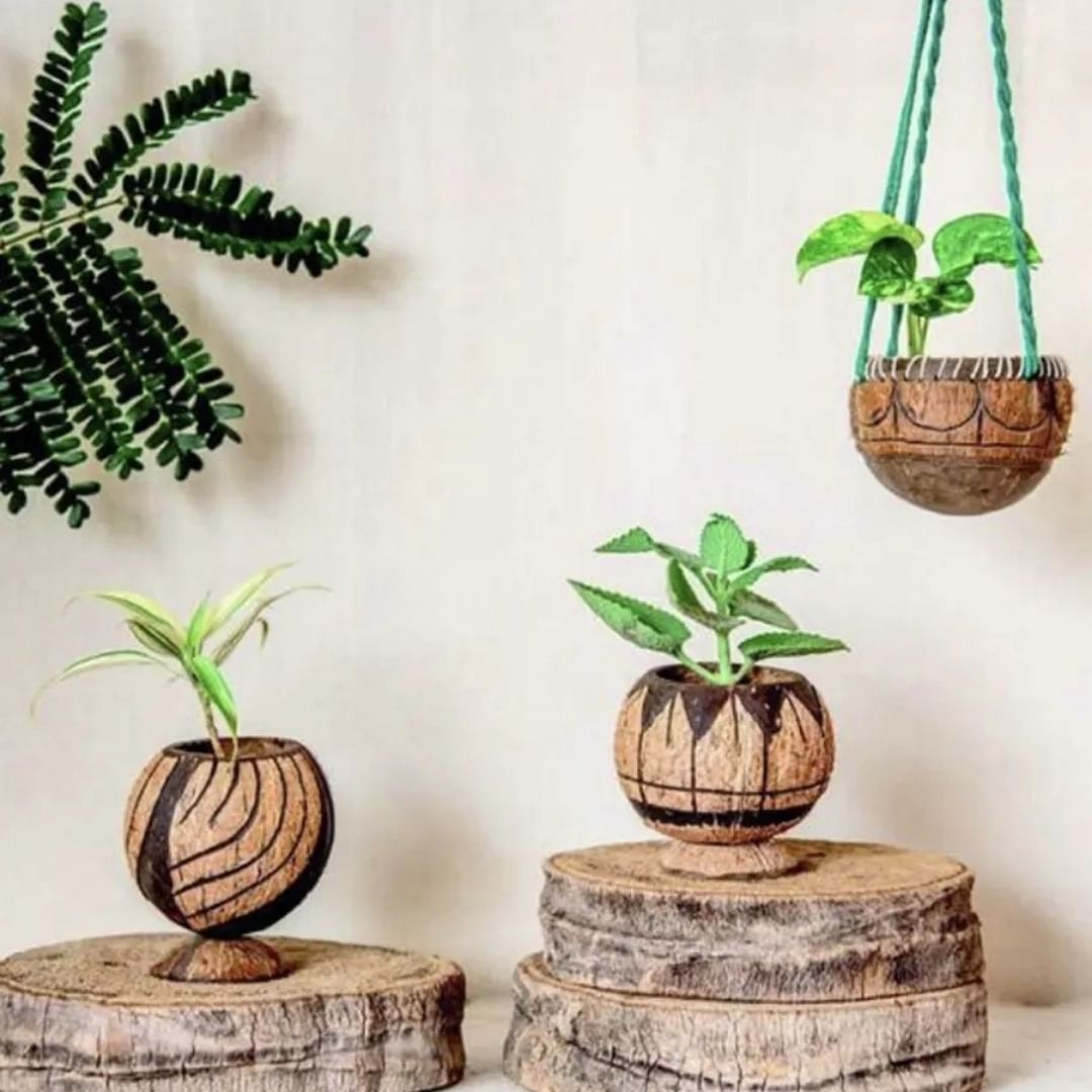 Plant,Flowerpot,Houseplant,Botany,Green,Leaf,Wood,Branch,Tree,Interior design