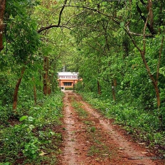 Vegetation,Trail,Forest,Dirt road,Nature reserve,Soil,Woodland,Thoroughfare,Jungle,Shrub