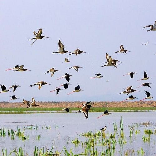 Nature,Natural landscape,Natural environment,Bird,Vertebrate,Marsh,Wetland,Fen,Freshwater marsh,Grassland