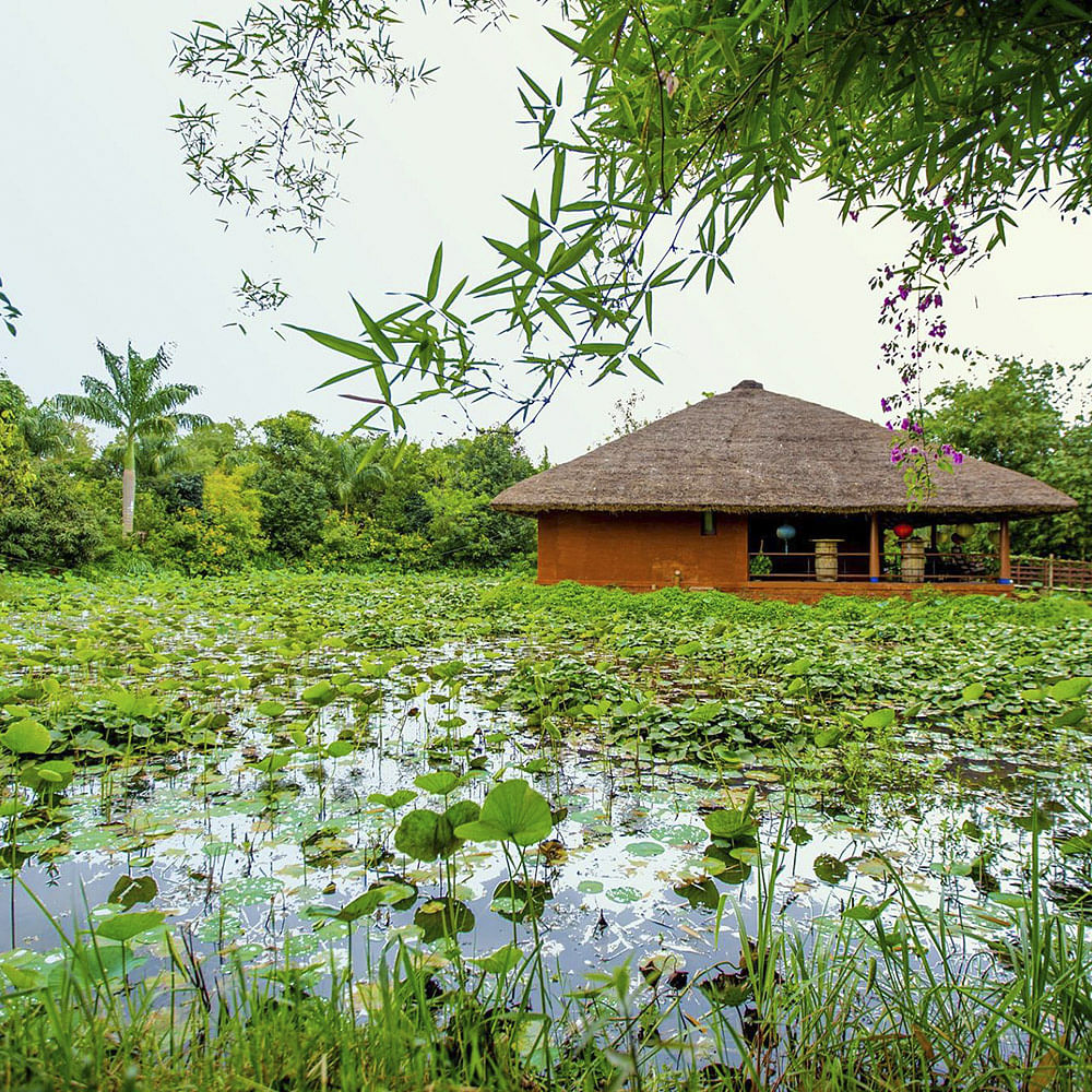 Vegetation,Plant,Thatching,House,Roof,Rural area,Farm,Hut,Land lot,Marsh