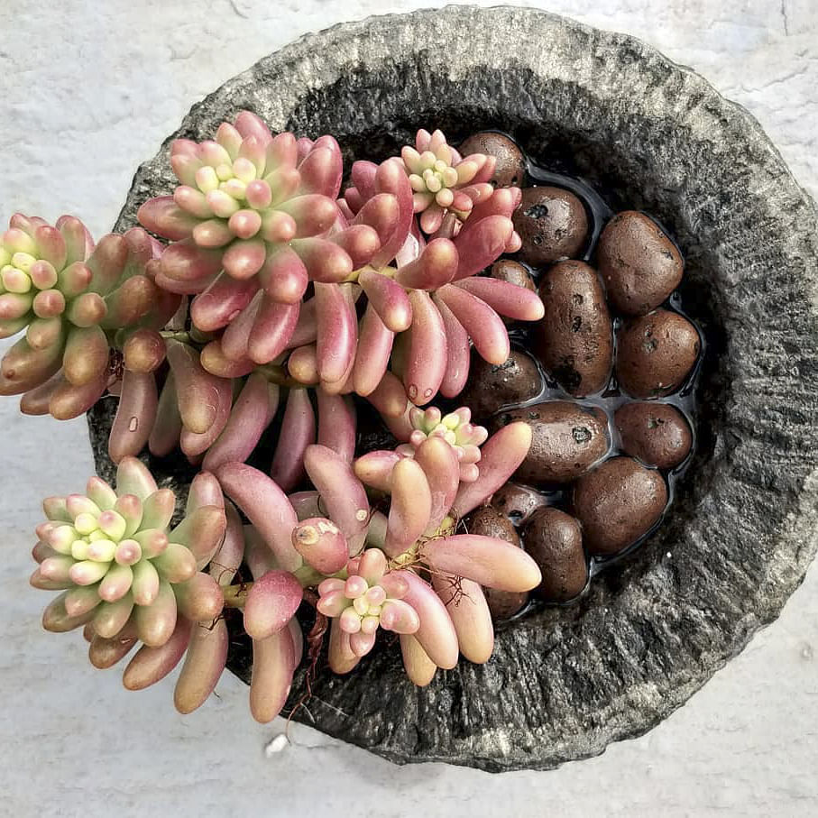 Ingredient,Peach,Kidney beans,Sweetness,Produce,Still life photography,Natural material,Stonecrop family