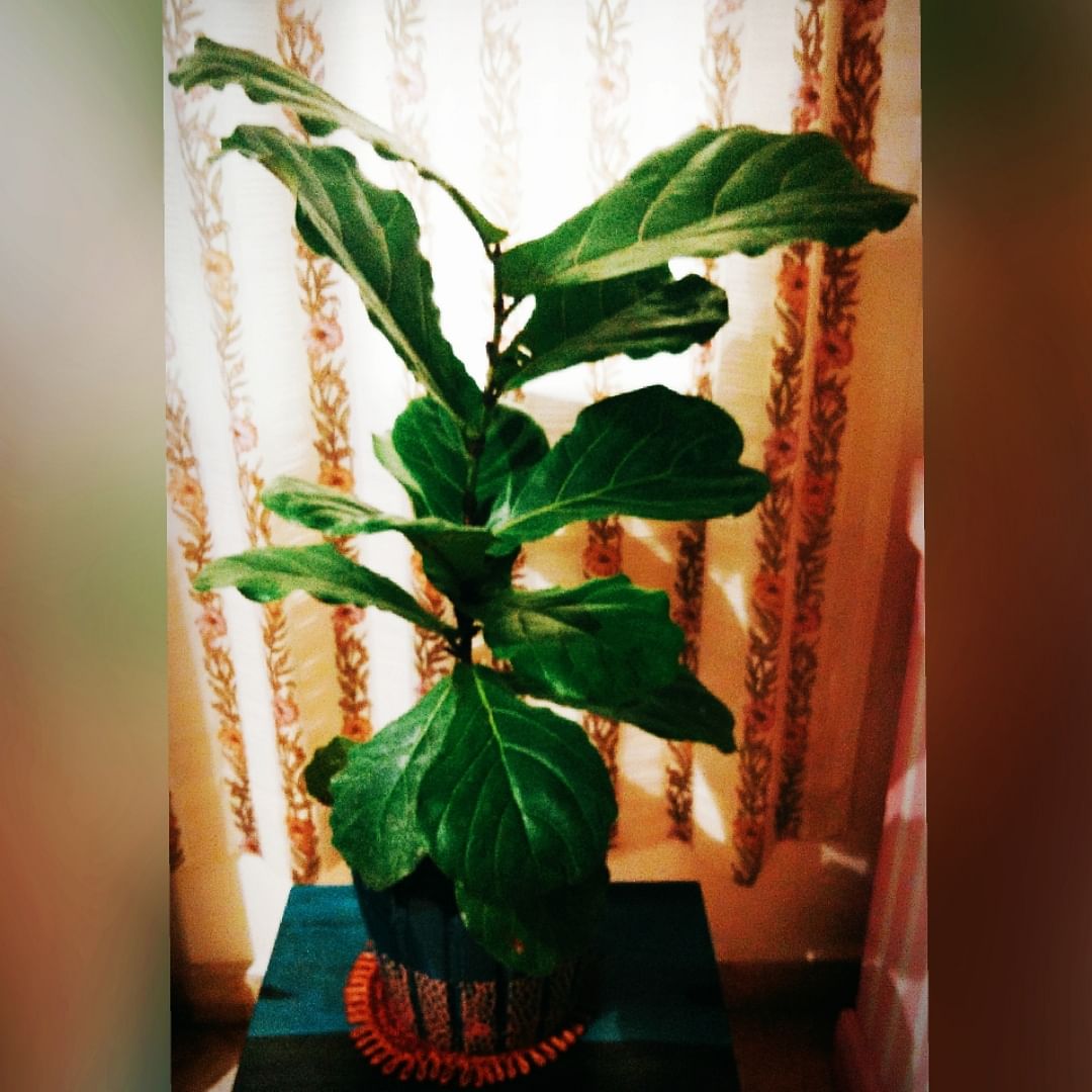 Houseplant,Leaf,Flower,Plant,Botany,Tree,Plant stem,Flowering plant,Herb,Flowerpot