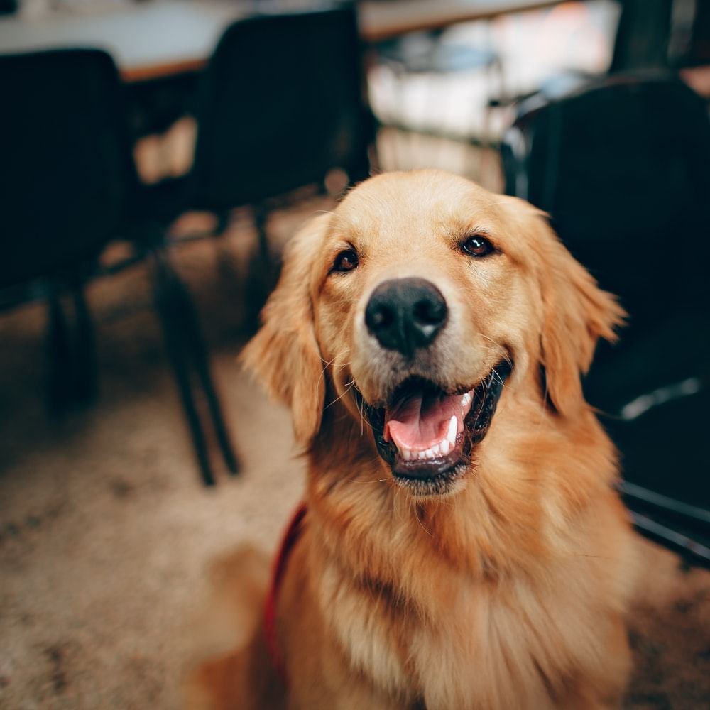 Dog breed,Brown,Dog,Carnivore,Iris,Jaw,Sporting Group,Retriever,Organ,Snout