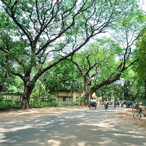 Branch,Tree,Bicycle wheel,Public space,Woody plant,Bicycle,Bicycle frame,Trunk,Thoroughfare,Shade