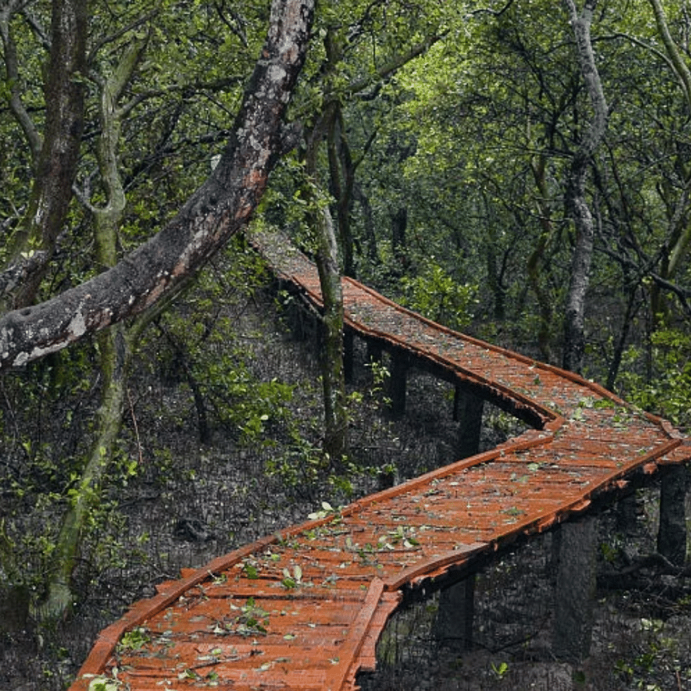 Wood,Natural landscape,Leaf,Nature reserve,Forest,Trunk,Biome,Bridge,Old-growth forest,Jungle