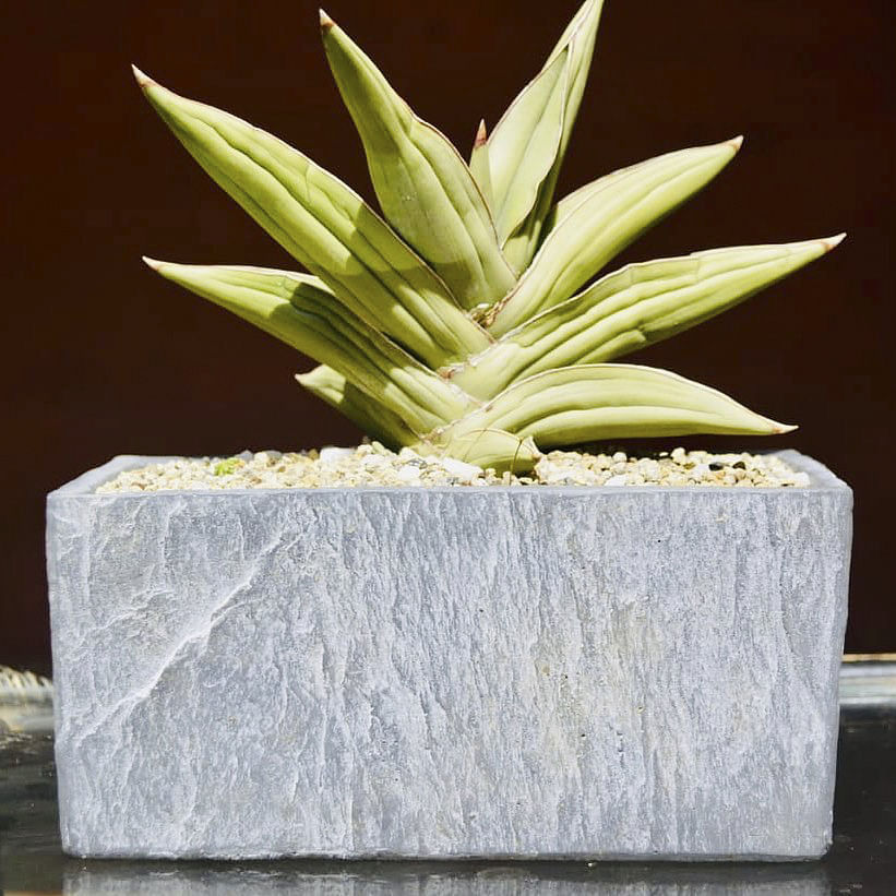 Plant,Rectangle,Terrestrial plant,Arecales,Grass,Natural material,Font,Flowering plant,Landscape,Perennial plant