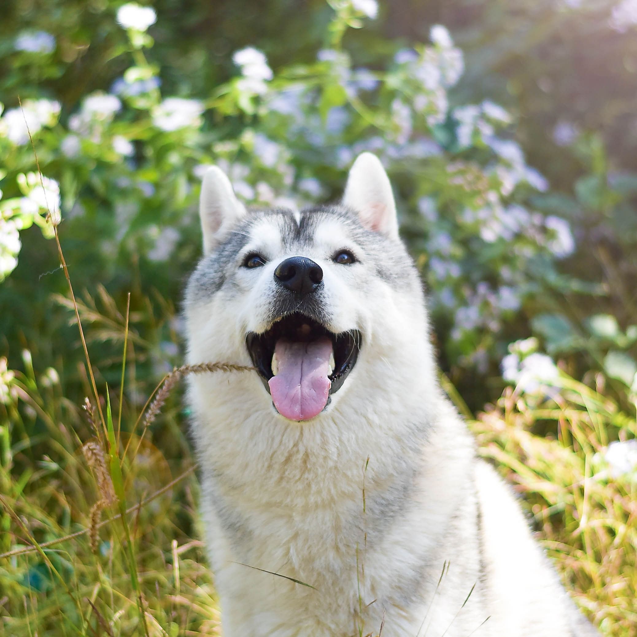 Dog,Plant,Dog breed,Carnivore,Jaw,Whiskers,Collar,Companion dog,Terrestrial animal,Snout