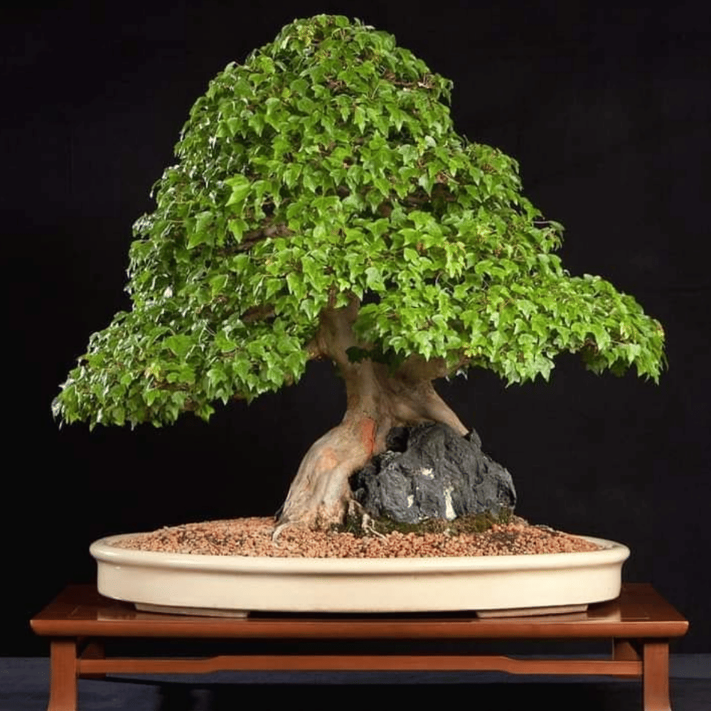 Plant,Bonsai,Flowerpot,Sageretia theezans,World,Trunk,Terrestrial plant,Tree,Grass,Wood