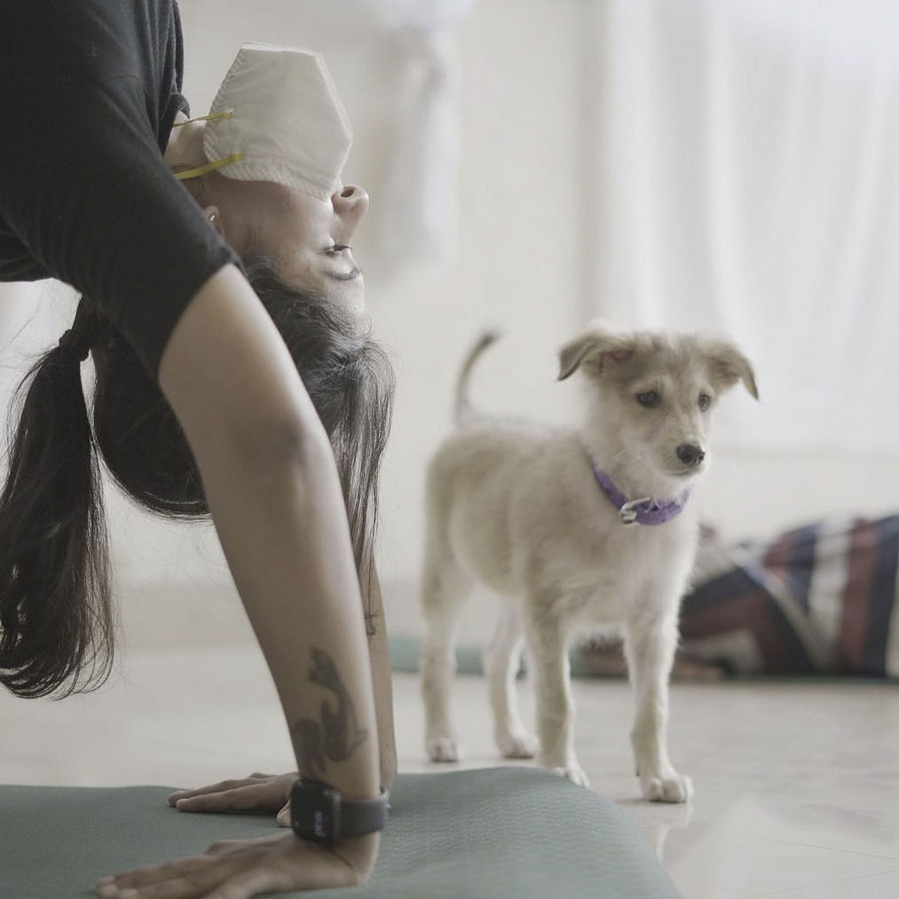 Dog,Hat,Carnivore,Smile,Dog breed,Fawn,Companion dog,Working animal,Flooring,Happy