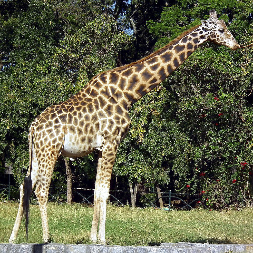 Giraffe,Giraffidae,Plant,Plant community,Ecoregion,Vertebrate,Nature,Natural environment,Natural landscape,Neck