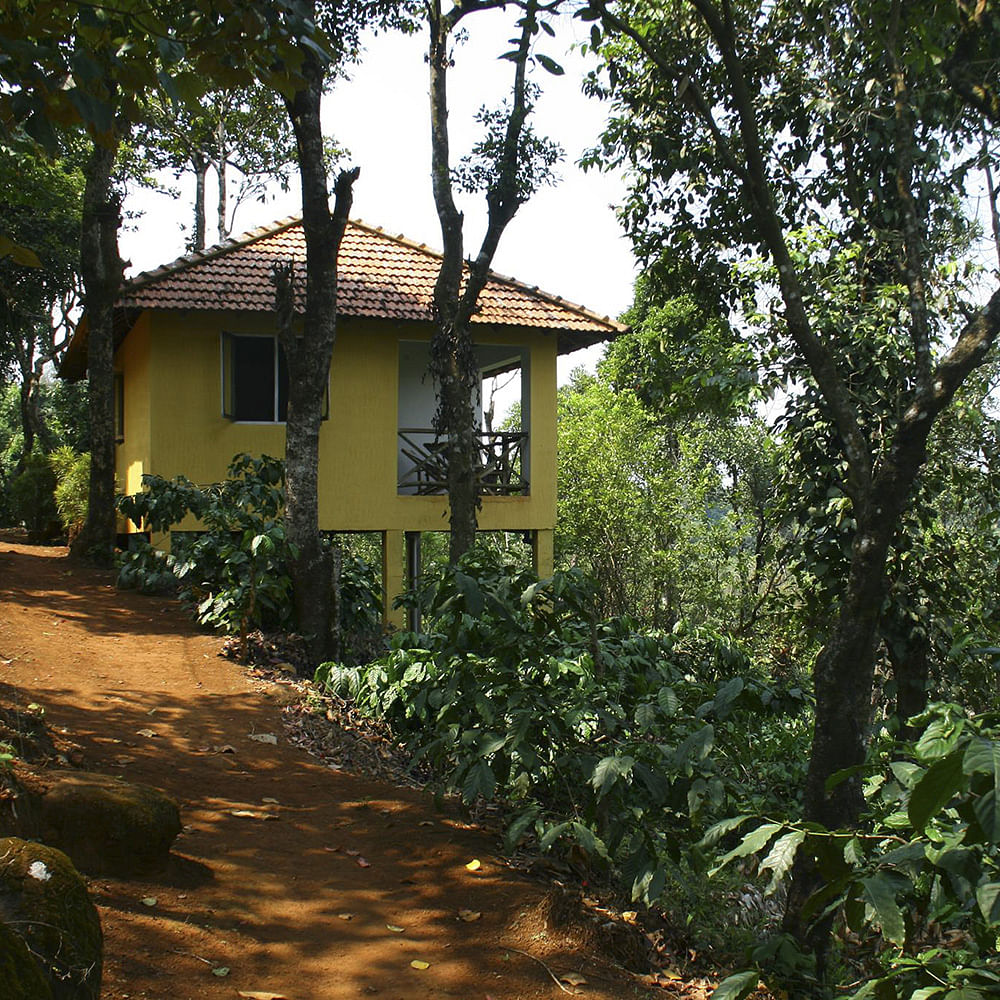 Plant,Building,Window,Tree,House,Vegetation,Shade,Natural landscape,Cottage,Biome