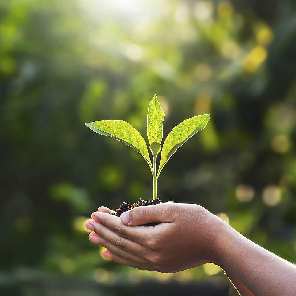 Hand,Plant,Leaf,People in nature,Tree,Terrestrial plant,Yellow,Twig,Flowering plant,Wood