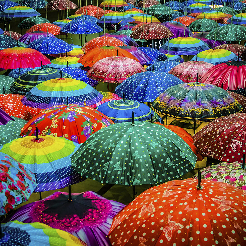 Colorfulness,Umbrella,Photograph,Light,Green,Nature,Botany,Natural environment,Organism,Biome