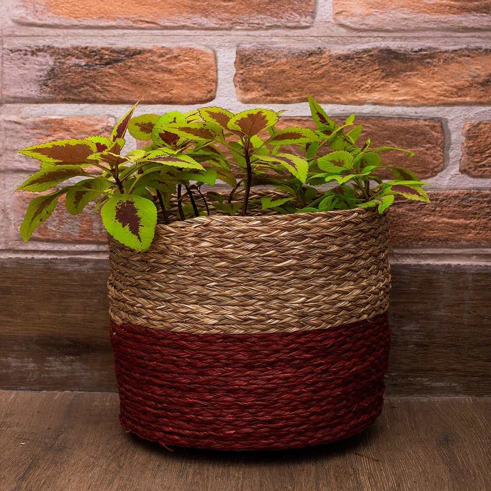 Plant,Houseplant,Flowerpot,Rectangle,Wood,Wall,Grass,Basket,Shelf,Brick