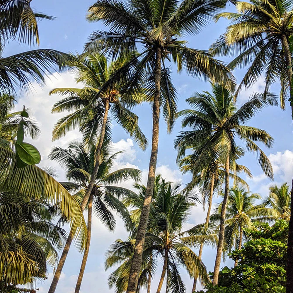 Sky,Plant,Daytime,White,Light,Nature,Azure,Botany,Coconut,Tree