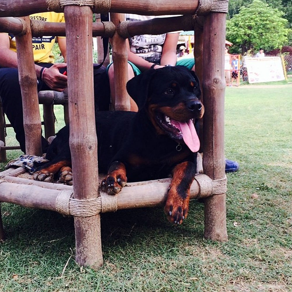 Dog,Shorts,Tire,Plant,Wheel,Carnivore,Dog breed,Working animal,Tree,Fawn