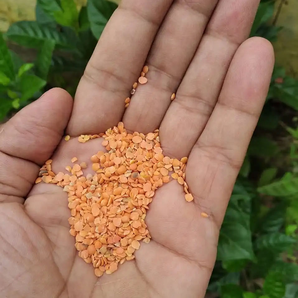 Hand,Plant,Seed,Ingredient,Finger,Yellow,Cuisine,Thumb,Dish,Nail