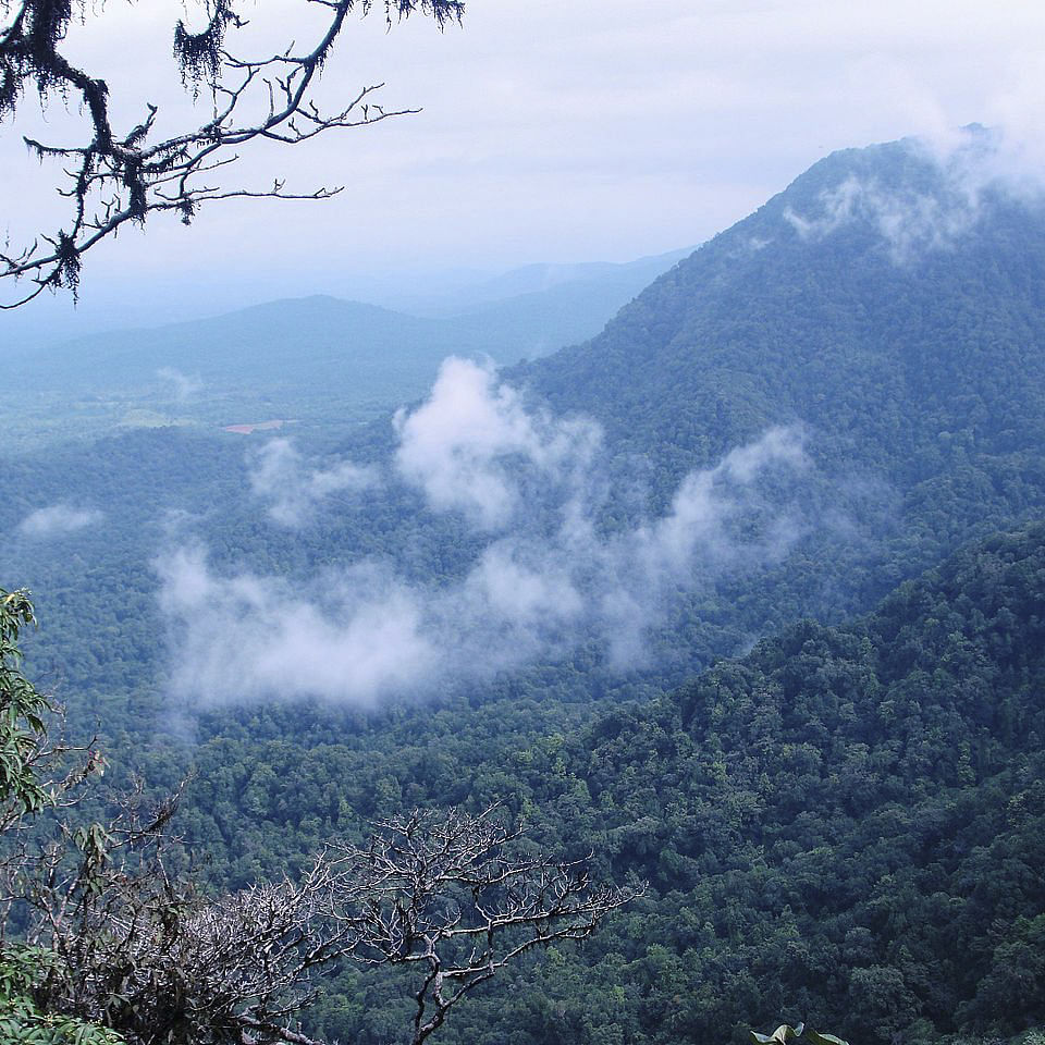 Cloud,Sky,Plant community,Mountain,Natural landscape,Plant,Highland,Tree,Atmospheric phenomenon,Cumulus