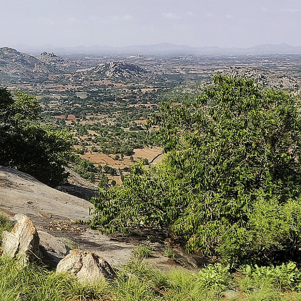 Plant,Sky,Natural landscape,Landscape,Groundcover,Bedrock,Grass,Grassland,Shrub,Formation