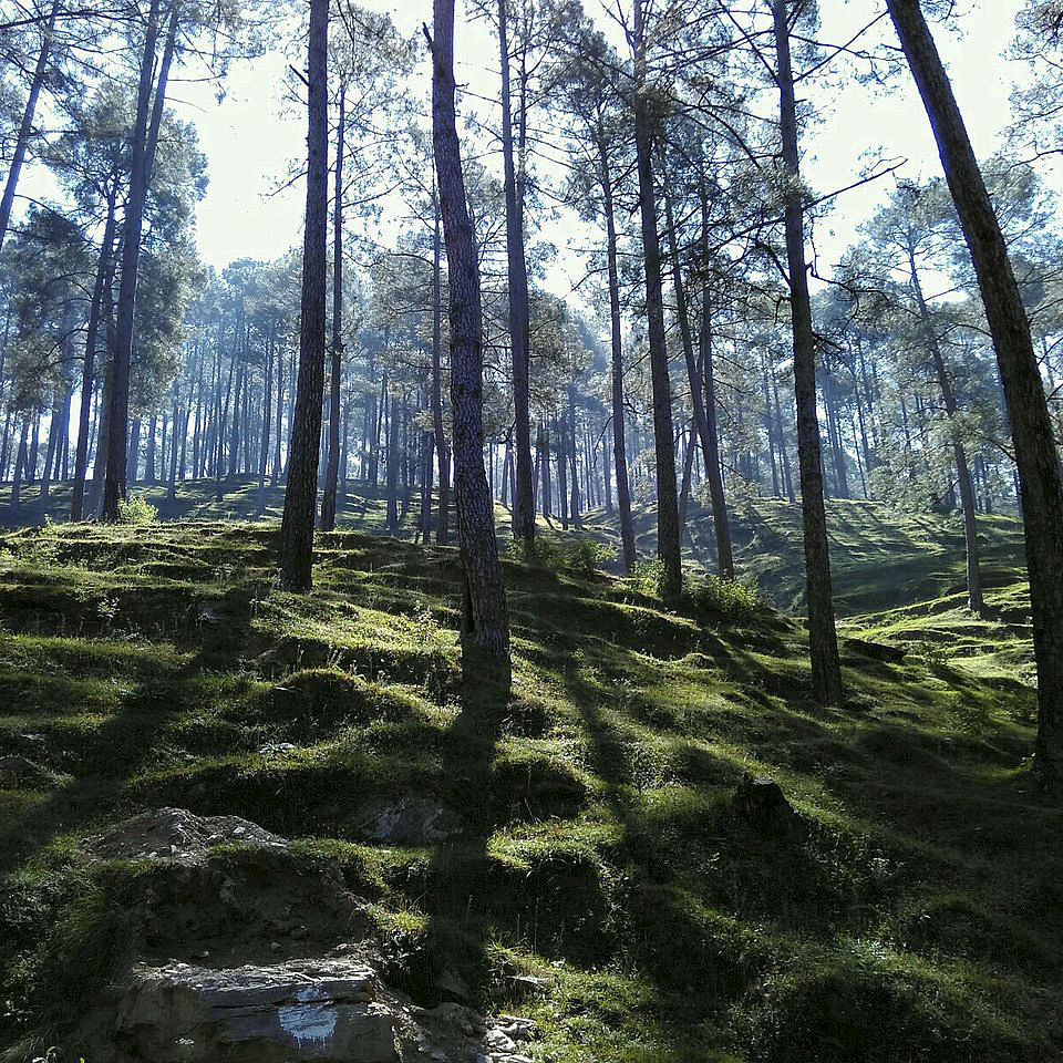 Sky,Plant,Plant community,Tree,Wood,Terrestrial plant,Natural landscape,Trunk,People in nature,Deciduous