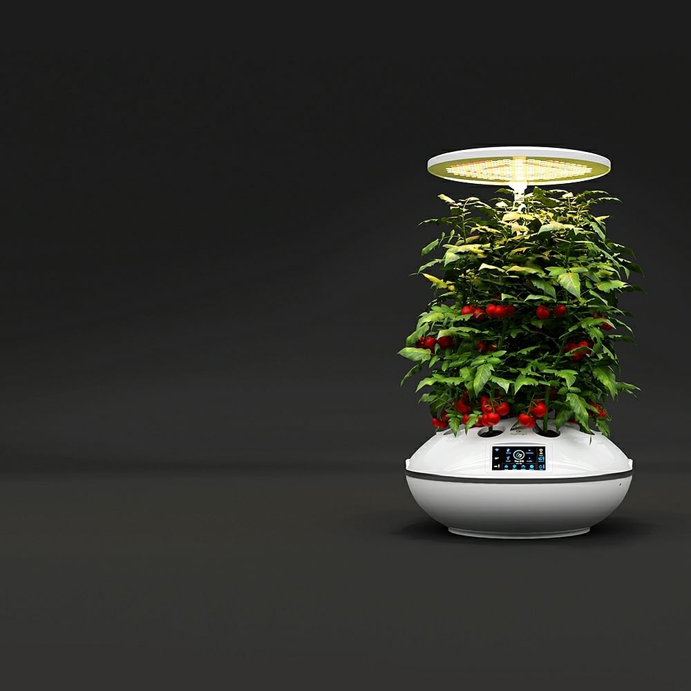 Plant,Liquid,Flowerpot,Drinkware,Houseplant,Serveware,Artifact,Vase,Terrestrial plant,Pottery
