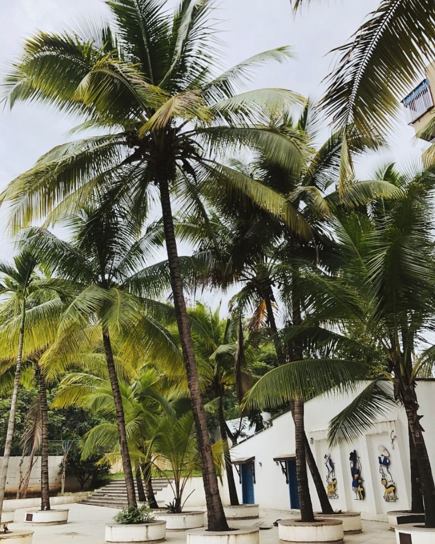 Sky,Green,Plant,Tree,Coconut,Building,Arecales,Vegetation,Terrestrial plant,Woody plant