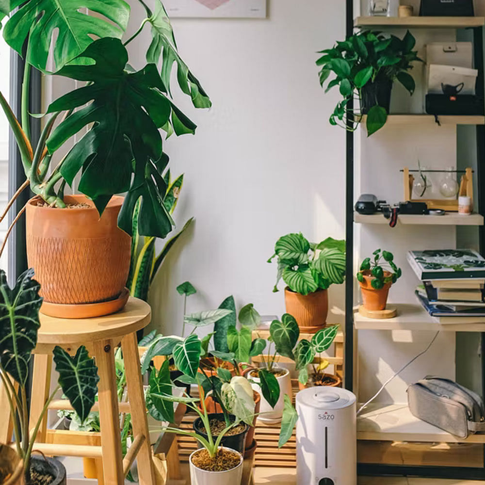 Plant,Property,Photograph,Flowerpot,Green,Houseplant,Leaf,Botany,Interior design,Wood