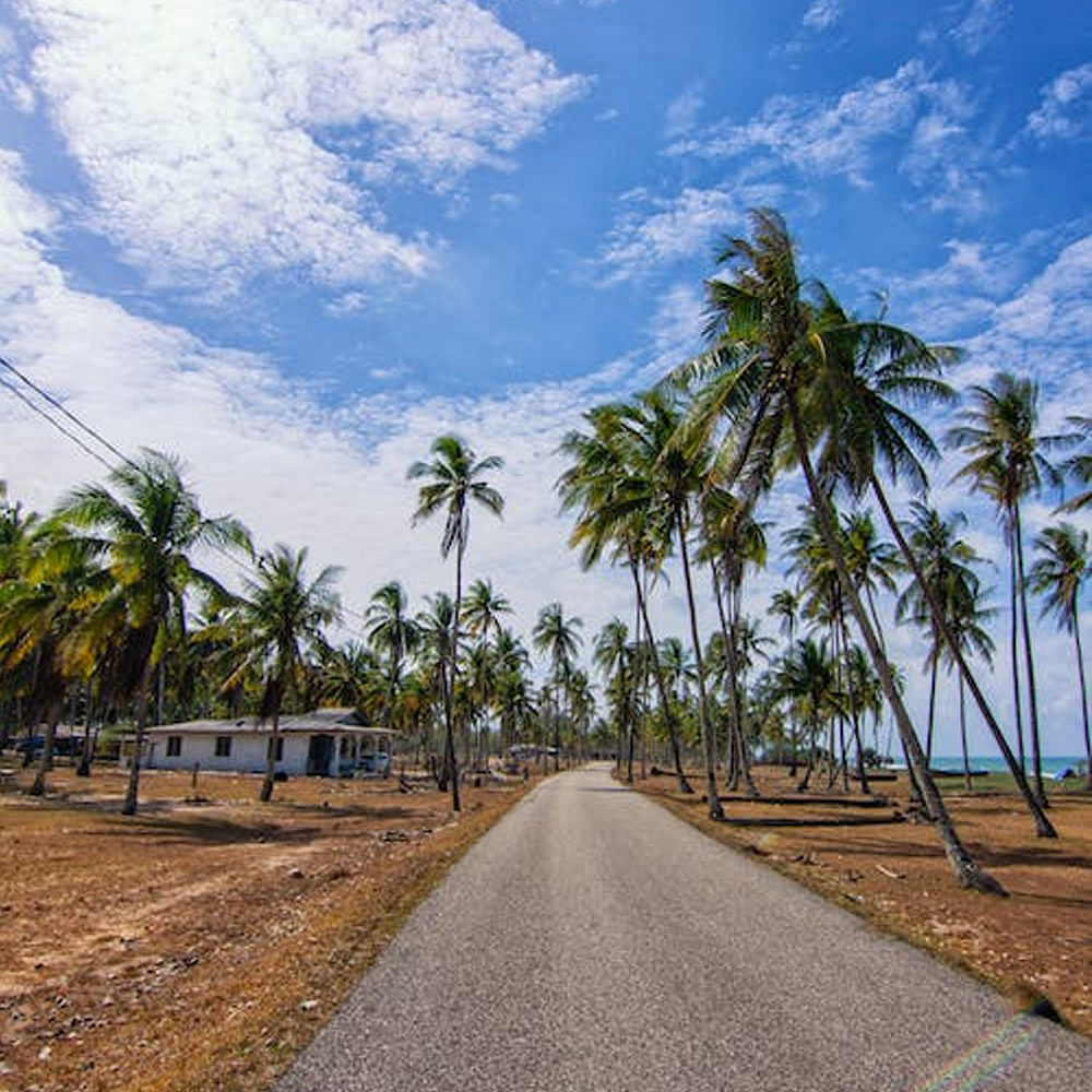 Cloud,Sky,Plant,Tree,Natural landscape,Arecales,Coastal and oceanic landforms,Terrestrial plant,Landscape,Horizon