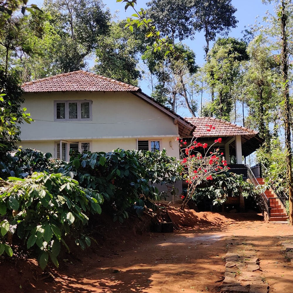 Plant,Building,Property,Window,Sky,House,Tree,Land lot,Arecales,Woody plant