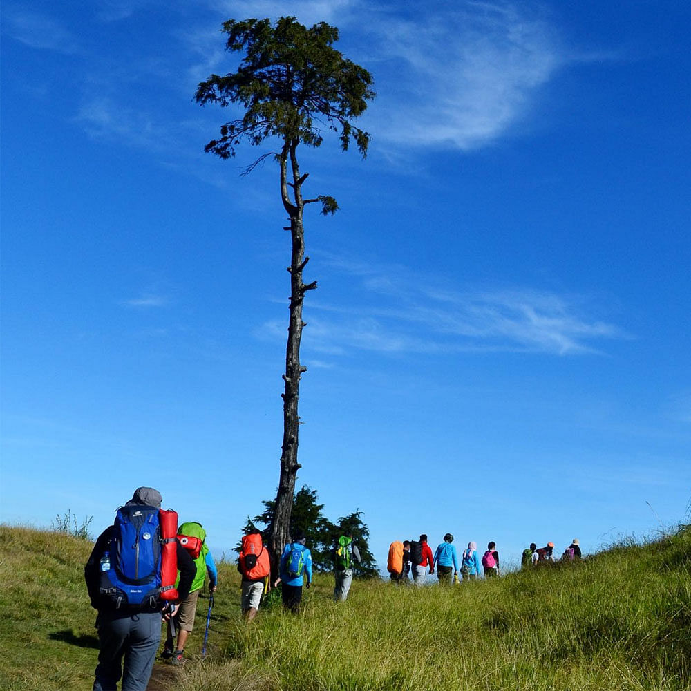 Sky,Plant,Cloud,People in nature,Natural landscape,Vegetation,Tree,Grass,Terrestrial plant,Grassland